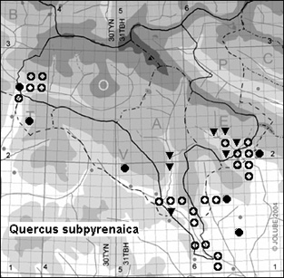 Quercus_subpyrenaica_