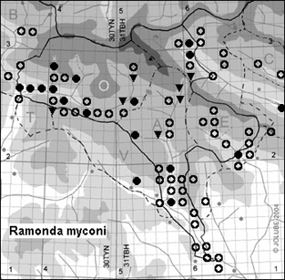 Ramonda_myconi_