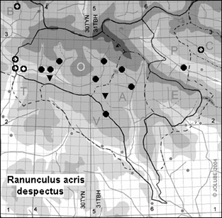 Ranunculus_acris_despectus