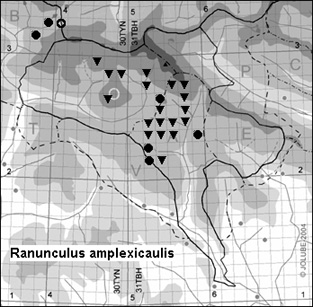 Ranunculus_amplexicaulis_