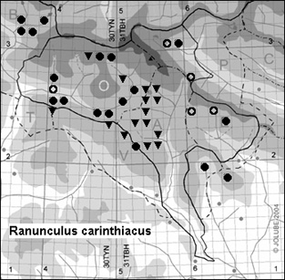 Ranunculus_carinthiacus_