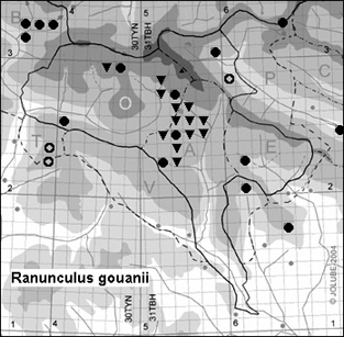 Ranunculus_gouanii_