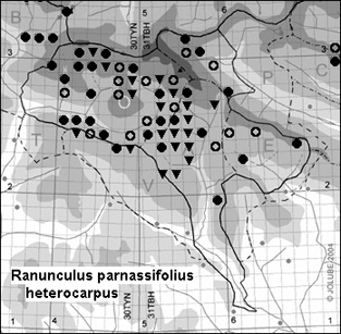 Ranunculus_parnassifolius_heterocarpus