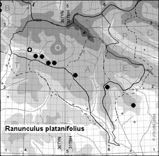 Ranunculus_platanifolius_