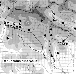 Ranunculus_tuberosus_
