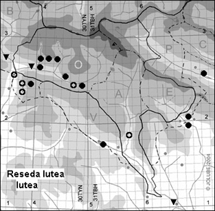 Reseda_lutea_lutea