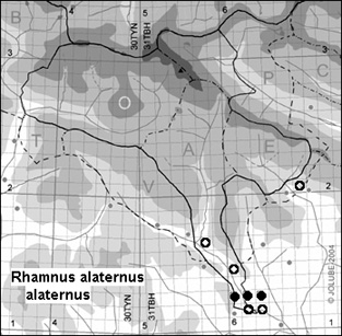 Rhamnus_alaternus_alaternus