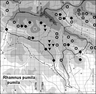 Rhamnus_pumila_pumila