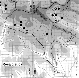 Rosa_glauca_