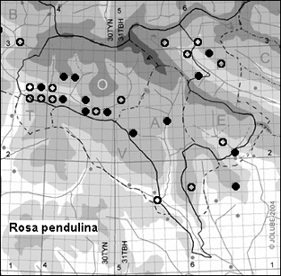 Rosa_pendulina_