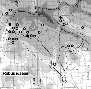 Rubus_idaeus_