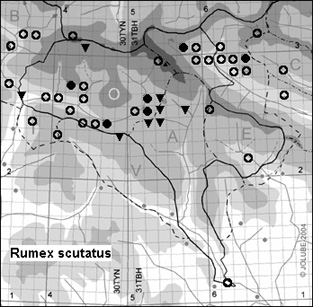 Rumex_scutatus_
