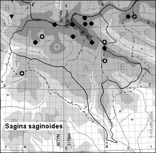 Sagina_saginoides_