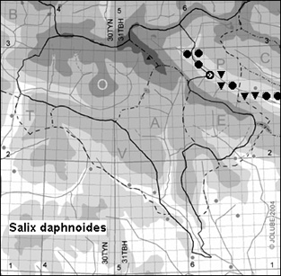 Salix_daphnoides_