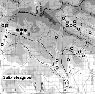 Salix_eleagnos_