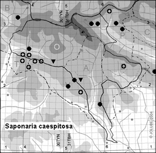 Saponaria_caespitosa_