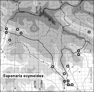 Saponaria_ocymoides_