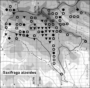 Saxifraga_aizoides_