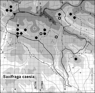 Saxifraga_caesia_