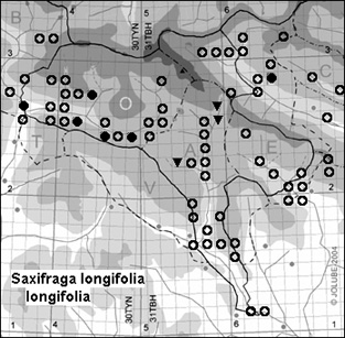 Saxifraga_longifolia_longifolia