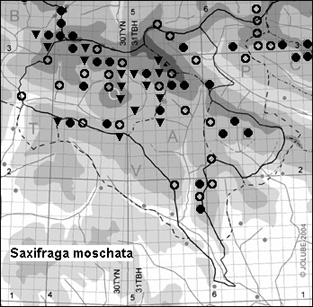 Saxifraga_moschata_