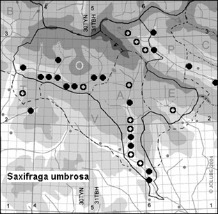 Saxifraga_umbrosa_