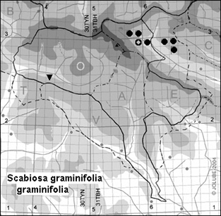 Scabiosa_graminifolia_graminifolia