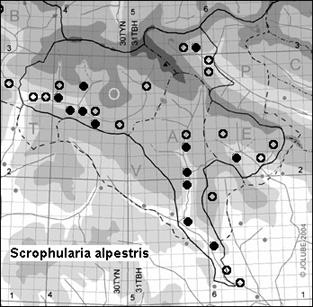 Scrophularia_alpestris_
