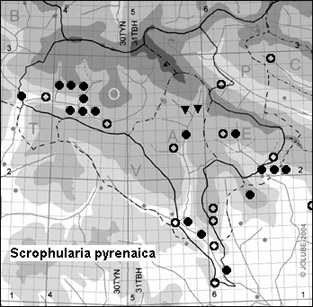 Scrophularia_pyrenaica_