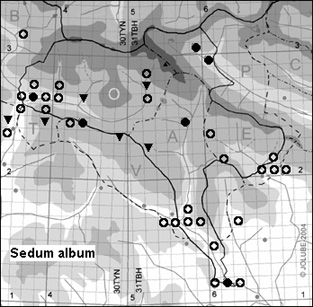 Sedum_album_