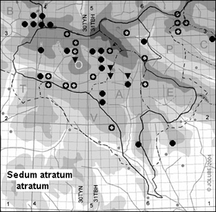 Sedum_atratum_atratum