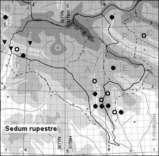 Sedum_rupestre_