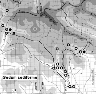Sedum_sediforme_
