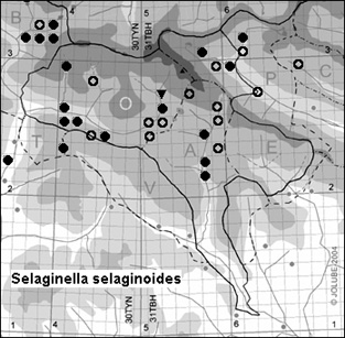 Selaginella_selaginoides_