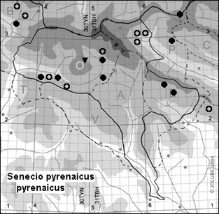 Senecio_pyrenaicus_pyrenaicus