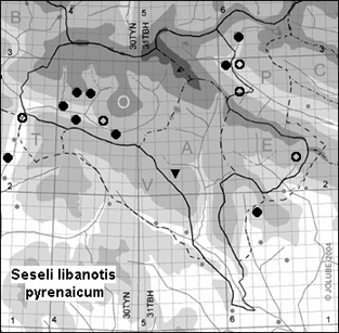 Seseli_libanotis_pyrenaicum