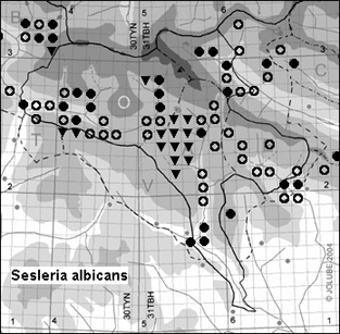 Sesleria_albicans_