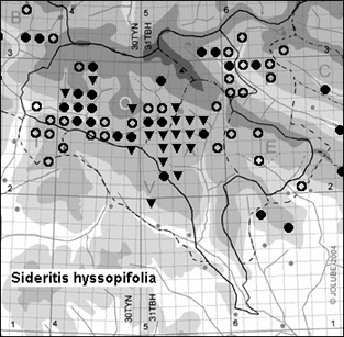 Sideritis_hyssopifolia_