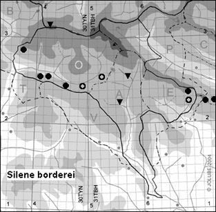 Silene_borderei_