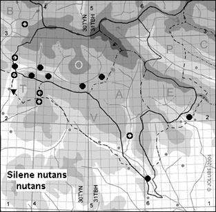 Silene_nutans_nutans