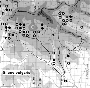 Silene_vulgaris_
