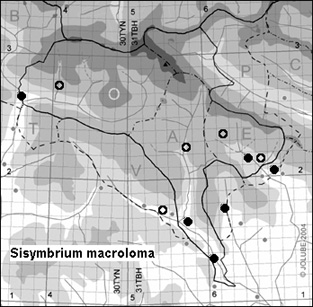Sisymbrium_macroloma_