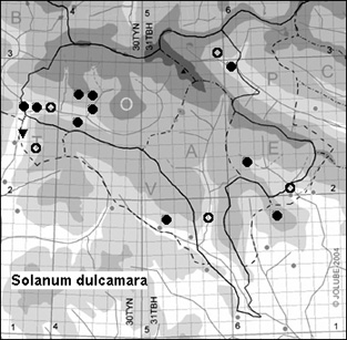 Solanum_dulcamara_