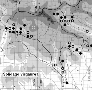 Solidago_virgaurea_