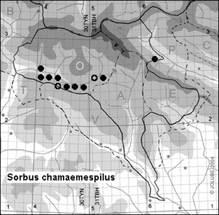 Sorbus_chamaemespilus_