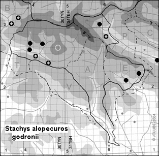 Stachys_alopecuros_godronii