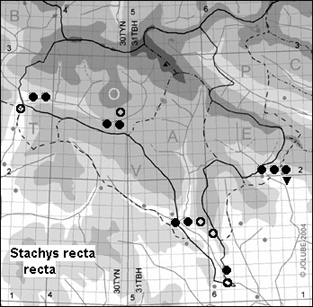 Stachys_recta_recta