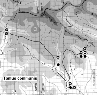 Tamus_communis_