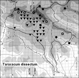 Taraxacum_dissectum_