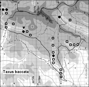 Taxus_baccata_